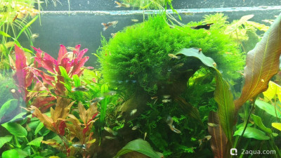 Фото Объединяем два в один, аквариум на 150 литров Serg34  (photo#156424)