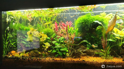 Фото Объединяем два в один, аквариум на 150 литров Serg34  (photo#156425)