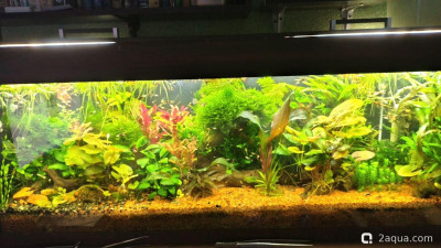 Фото Объединяем два в один, аквариум на 150 литров Serg34  (photo#156426)