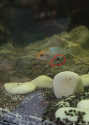 Фото Черный камушек на рыбке (photo#156431)