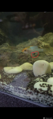 Фото Черный камушек на рыбке (photo#156432)