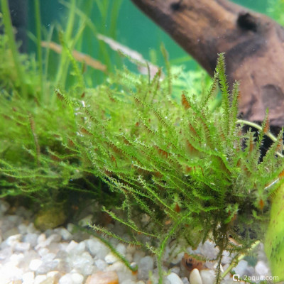 Фото Красные водоросли на мхе (photo#156433)