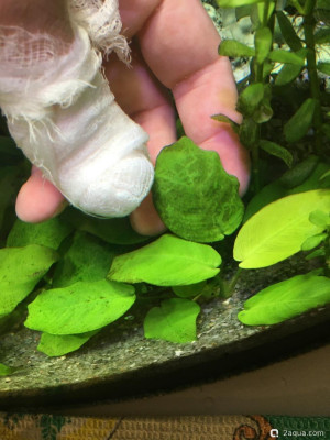 Фото Как стереть налёт с листьев анубиаса (photo#156437)