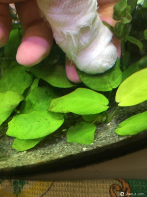 Фото Как стереть налёт с листьев анубиаса (photo#156438)