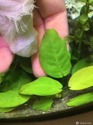 Фото Как стереть налёт с листьев анубиаса (photo#156439)