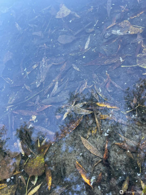 Чёрная вода