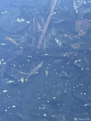 Чёрная вода