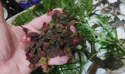 Филлантус плавающий (Phyllanthus fluitans)