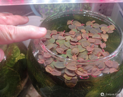 Филлантус плавающий (Phyllanthus fluitans)