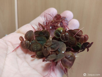 Филлантус плавающий (Phyllanthus fluitans)