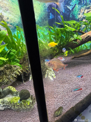 110 литров счастья, или новая банка трапеция (lera.f)