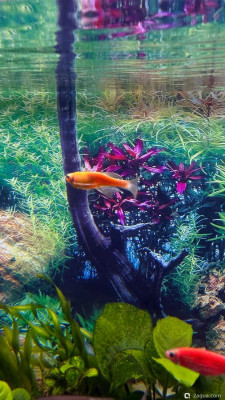 110 литров счастья, или новая банка трапеция (lera.f)