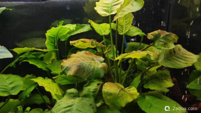 Только несколько листьев пострадали