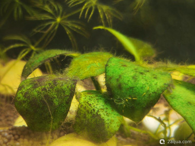 Водоросли и параметры воды: как избавиться?
