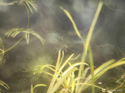 Водоросли и параметры воды: как избавиться?