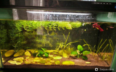 Водоросли и параметры воды: как избавиться?