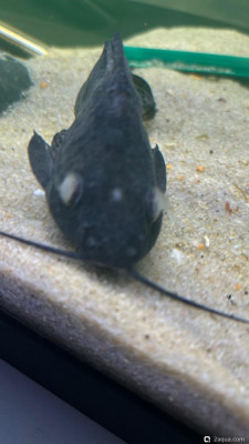 Заболели рыбки