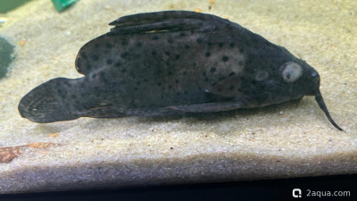 Заболели рыбки