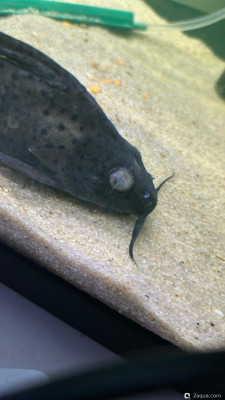 Заболели рыбки