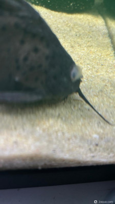 Заболели рыбки