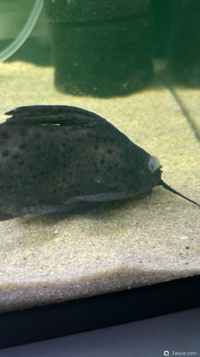 Заболели рыбки