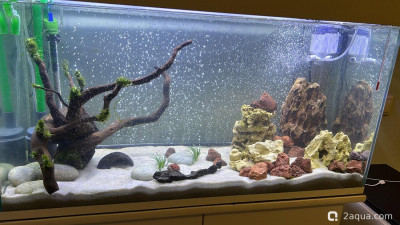 Заболели рыбки