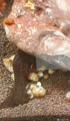 Только несколько листьев пострадали