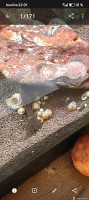 Только несколько листьев пострадали