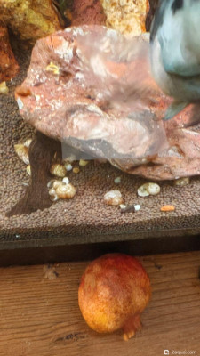 Только несколько листьев пострадали