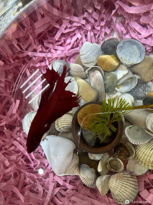 Заболела рыбка Петушок, облазит хвост