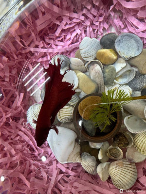 Заболела рыбка Петушок, облазит хвост