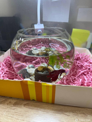 Заболела рыбка Петушок, облазит хвост