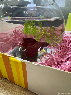 Заболела рыбка Петушок, облазит хвост