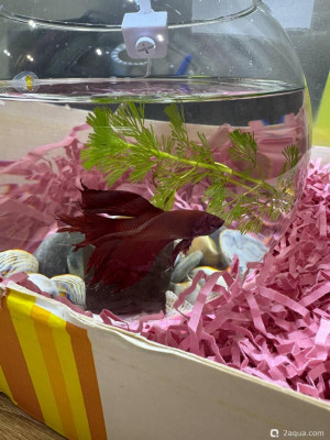 Заболела рыбка Петушок, облазит хвост