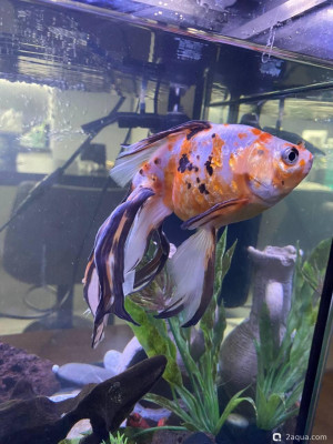 Спасённая рыбка