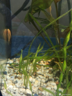 Что завелось на растениях