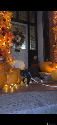 Фестиваль Тыквенного Хэллоуина - Huckepack