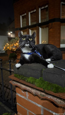 Фестиваль Тыквенного Хэллоуина - Huckepack