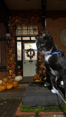 Фестиваль Тыквенного Хэллоуина - Huckepack