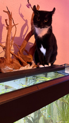 Подводный Романтик. Мой аквариум Fluval Roma 120 литров (Zlatka)