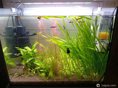 Третий, экспериментальный аквариум на 60 литров (Ленчик)