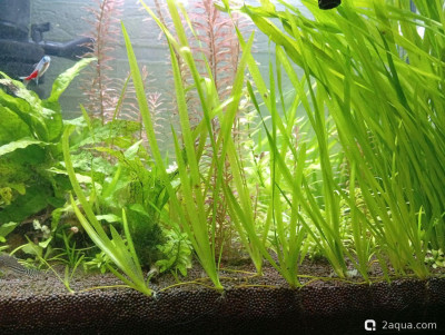 Третий, экспериментальный аквариум на 60 литров (Ленчик)