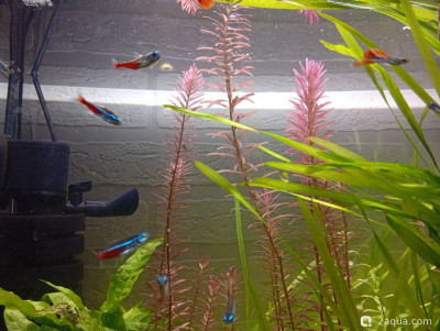 Третий, экспериментальный аквариум на 60 литров (Ленчик)