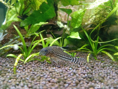 Третий, экспериментальный аквариум на 60 литров (Ленчик)