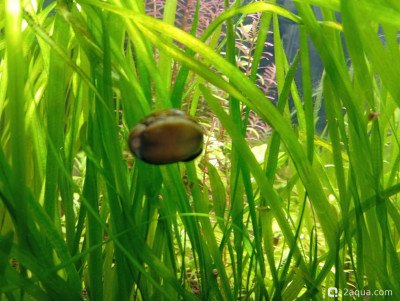 Третий, экспериментальный аквариум на 60 литров (Ленчик)