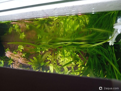 Третий, экспериментальный аквариум на 60 литров (Ленчик)