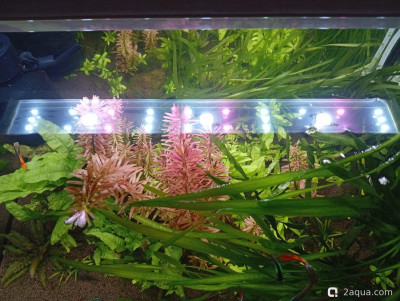 Третий, экспериментальный аквариум на 60 литров (Ленчик)