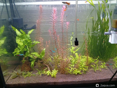 Третий, экспериментальный аквариум на 60 литров (Ленчик)