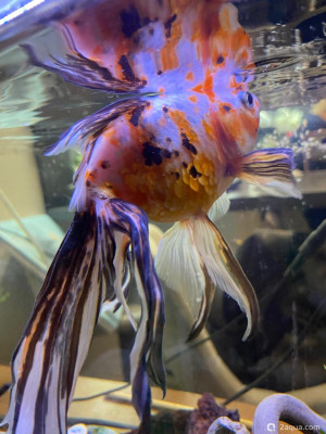 Спасённая рыбка