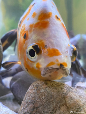 Спасённая рыбка